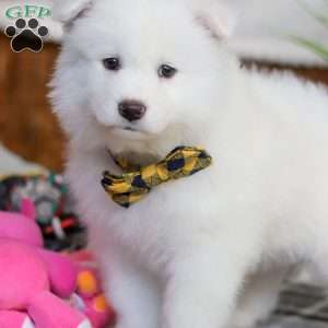 Moose, Samoyed Puppy